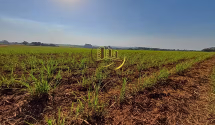 Terreno à venda em Nova Odessa-SP, bairro Jardim das Palmeiras I, com 48.400m² de área! Aproveite essa oportunidade única!