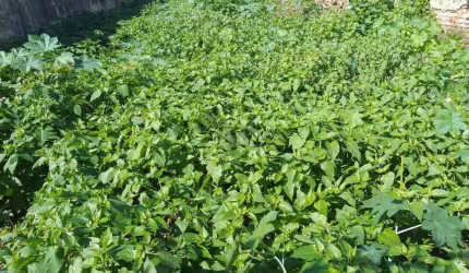 Terreno comercial à venda na Rua Pero Neto, 199, Vila da Saúde, São Paulo por R$ 1.750.000