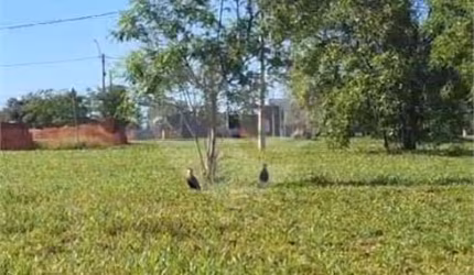 Loteamento à venda em Campos Ville - SP