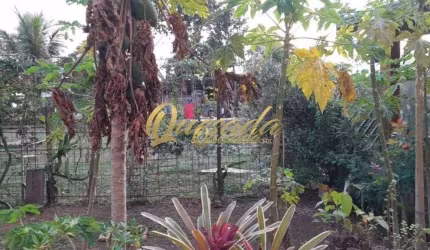 Chácara à venda, 5 casas, salão comercial, gourmet, piscina, Itaici, Indaiatuba.