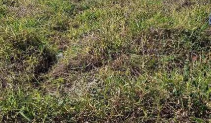 Terreno residencial à venda, 150 m², plano, Jardim das Araras, Indaiatuba.