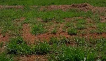 Terreno Padrão em São José do Rio Preto