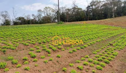 Terreno à venda, 19000 m² por R$ 400.000,00 - Jardim Do Pinhal - Pinhalzinho/SP
