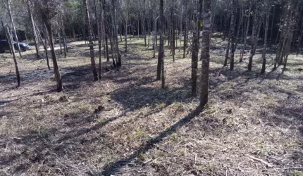 Área  4.000 m² roseira