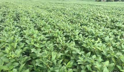 Fazenda Guarapuava