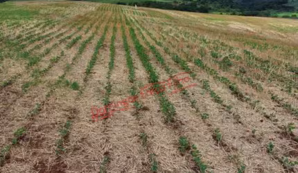Fazenda a venda em Goioxim/PR Venda ZonaRural Goioxim/PR