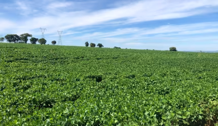 Fazenda a venda para cana ou lavoura na região de Itumbiara, Goiás