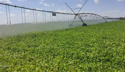 Fazenda grande, em lavoura e pecuária a venda em Goiás