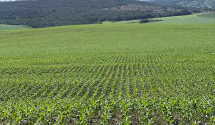 Fazenda de 179 alqueires em lavoura irrigada e pecuária