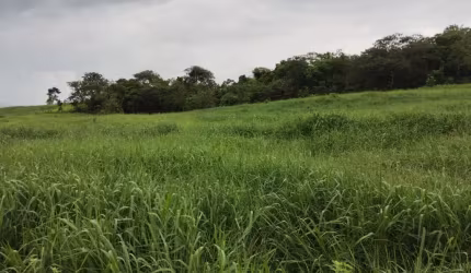 Fazenda de pecuária para leite e cria com 21 alqueires em Goiás