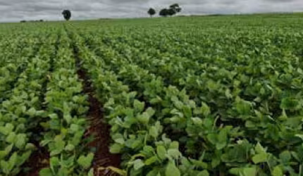 Fazenda de 715 alqueires dupla aptidão em Goiás