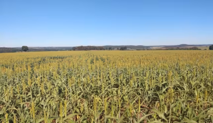 Fazenda lavoura a venda em Goiás