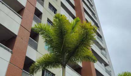 Apartamento mais passeio do mindú