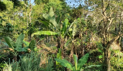 ÁREA NA VARGEM GRANDE