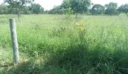 -Fazenda 600 Hectares- Buritís MG