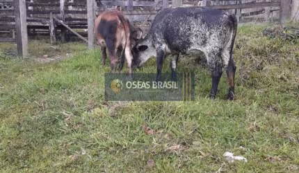 Fazenda em Coaraci  -  Coaraci