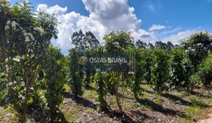 Fazenda em Vale Verde - Porto Seguro, BA