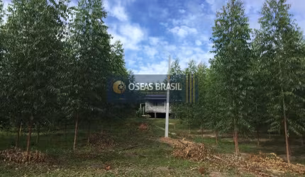 Fazenda em Belmonte  -  Belmonte