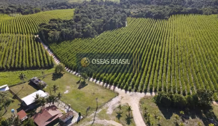 Fazenda em Barrolândia - Belmonte, BA