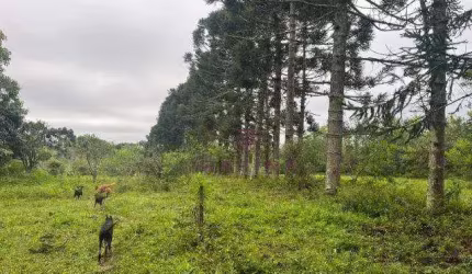 Sítio com 3 dormitórios à venda, 42000 m² por R$ 1.100.000,00 - Neópolis - Gravataí/RS