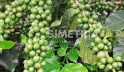 VENDA – FAZENDA DE CAFÉ, PECUÁRIA, GRÃOS E FRUTICULTURA NA REGIÃO DE IBIÁ - MG