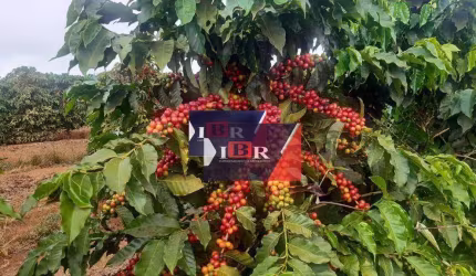 Fazenda em Luminárias - MG