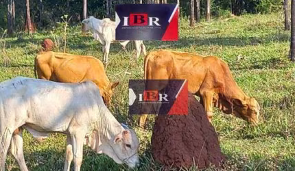Fazenda em Inocência - MS