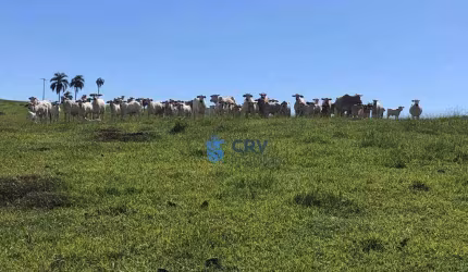 Fazenda à venda, 1573000 m² por R$ 16.000.000,00 - Centro - Ortigueira/PR