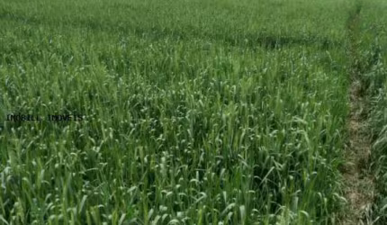 Sítio / Chácara para Venda em Lapa, São João da Caiva, 3 dormitórios, 1 banheiro, 2 vagas