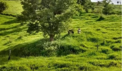 Fazenda à venda em Echaporã/SP