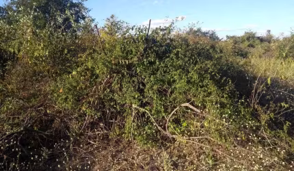 Fazenda à venda em Janaúba/MG