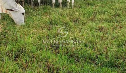 Fazenda Gregory 658 Hectares - Vilhena - Rondônia - Pagto 1.000 sacas de soja por hectares
