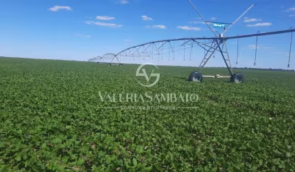 Fazenda 680 Hectares - Cacoal - RO