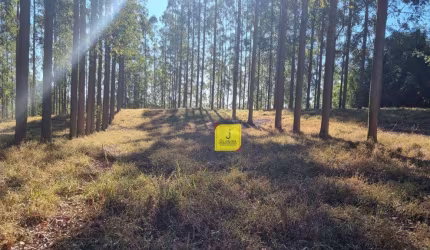 Excelente sítio, com aproximadamente 25.000m², dentro do Condomínio Triquedas, à 5 Kms antes de Coronel Pacheco.