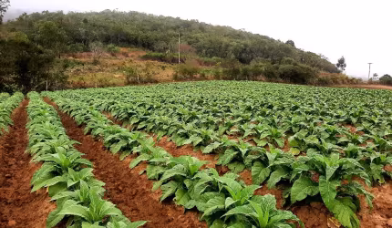 TERRENO A VENDA EM MARIANA PIMENTEL