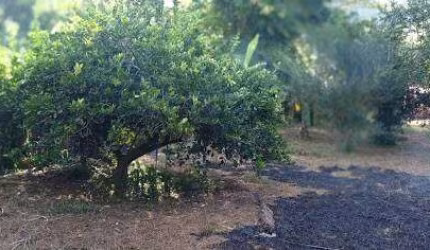Chácara em Baratinha  -  Antônio Dias
