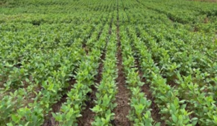 FAZENDA DE PORTEIRA FECHADA EM TOCANTINS (TO) OPORTUNIDADE!!