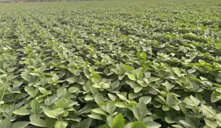 VENDO FAZENDA GIGANTE EM JUSSARA DE GOIÁS P/ PLANTIO 3 SAFRA POR ANO!