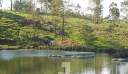 Sítio à Venda - Vila Nova, Amparo - 350m2  - 4 Quartos
