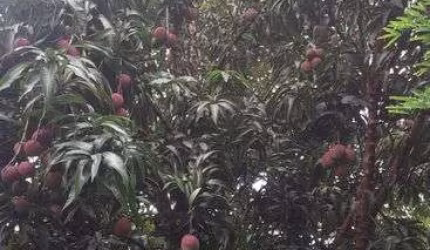 vendo chácara com 4 000 metros , casa represa pomar em Teresópolis goias
