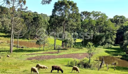 Fazenda à venda no Palmeirinha, Guarapuava , 125800 m2 por R$ 1.500.000