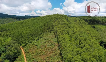 42 alqueires, plantado com 50.000 pés de eucalipto com 7 anos.
