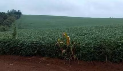 Excelente fazenda na região de Itapetininga com 49 alqueires.