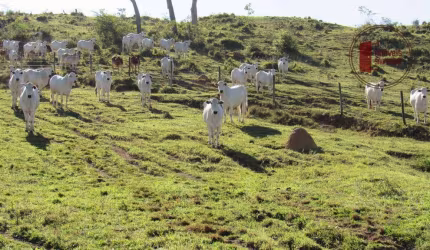 Fazenda com  70 alq Sorocaba  e região