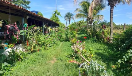 Chácara 2 Hectares Paranoá DF-260 !!! 450.000 !!!