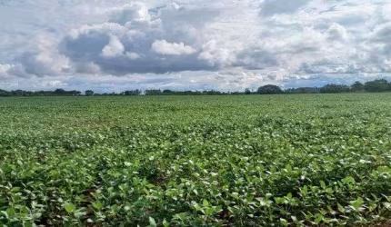 Fazenda 42 Hectares no Paranoá DF-130 !!! 2.500.000 !!!