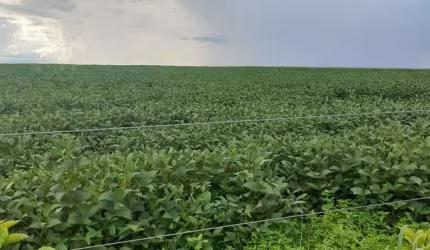 Sítio 19.54 Hectares Escriturado e Registrado na Região do PADEF !1.450.000 !