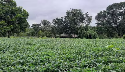 Sítio 12 Hectares Capão Seco Paranoá !!! 1.000.000 !!!