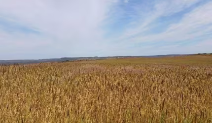 Fazenda Espetacular na Quebrada dos Neres 298 Hectares !!! 8.500.000 !!!