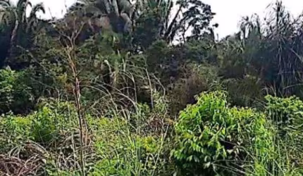 Imóvel Rural 418 ha - Turiaçu - MA